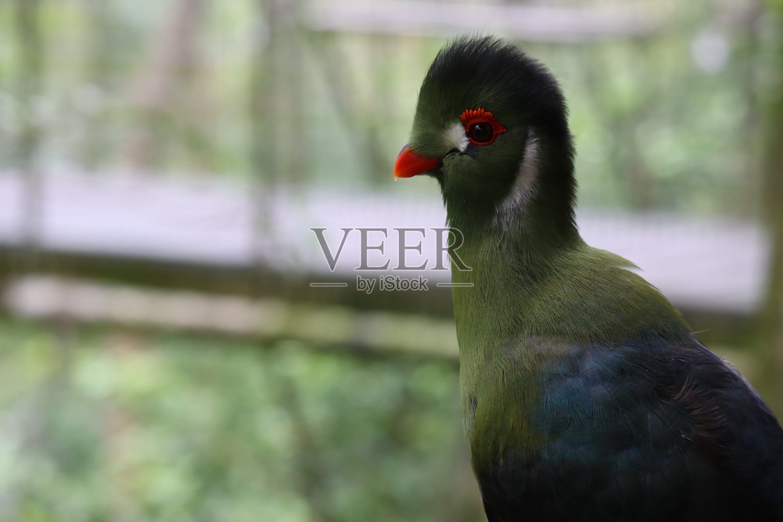 非洲Turaco鸟照片摄影图片