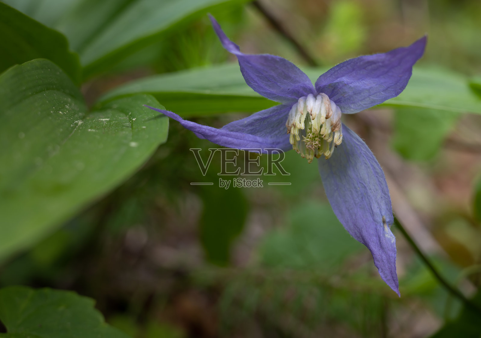 紫色铁线莲，西花铁线莲，野花照片摄影图片