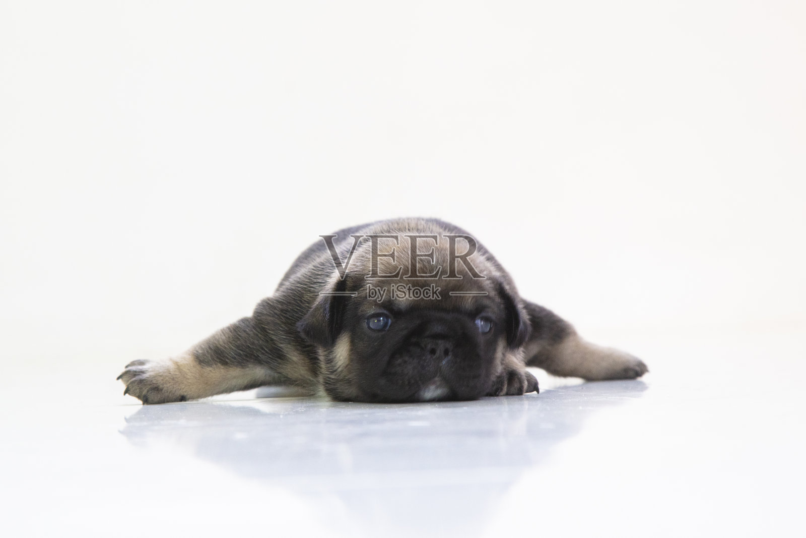 法国斗牛犬幼犬照片摄影图片