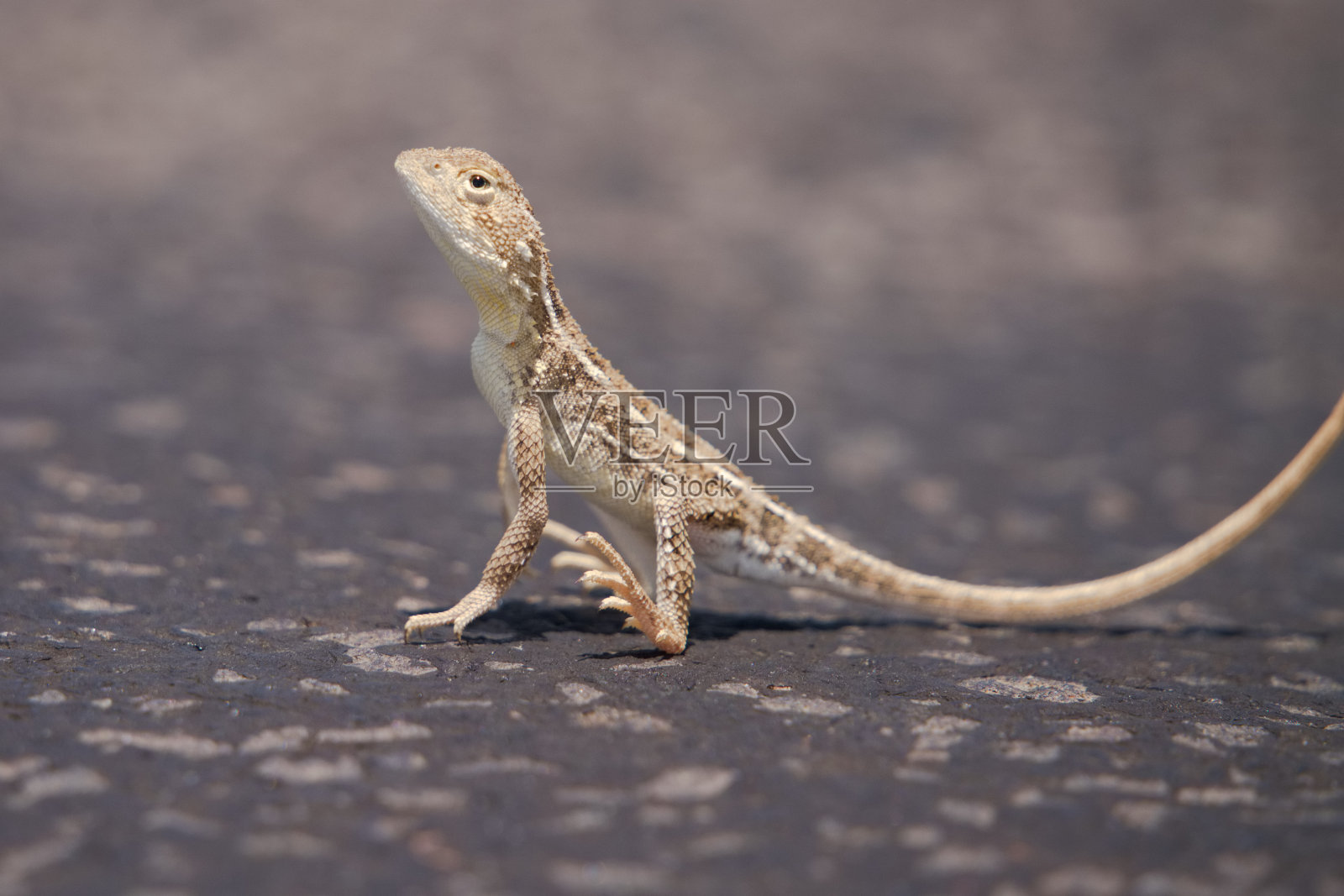 龙在炎热的路上照片摄影图片