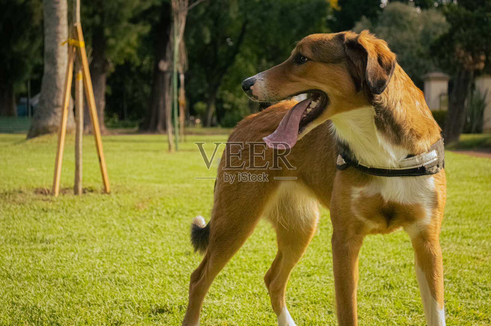 金色的狗照片摄影图片