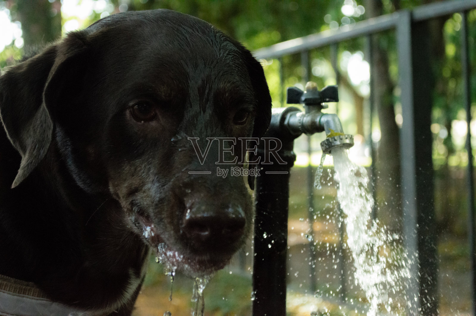 渴了的狗照片摄影图片