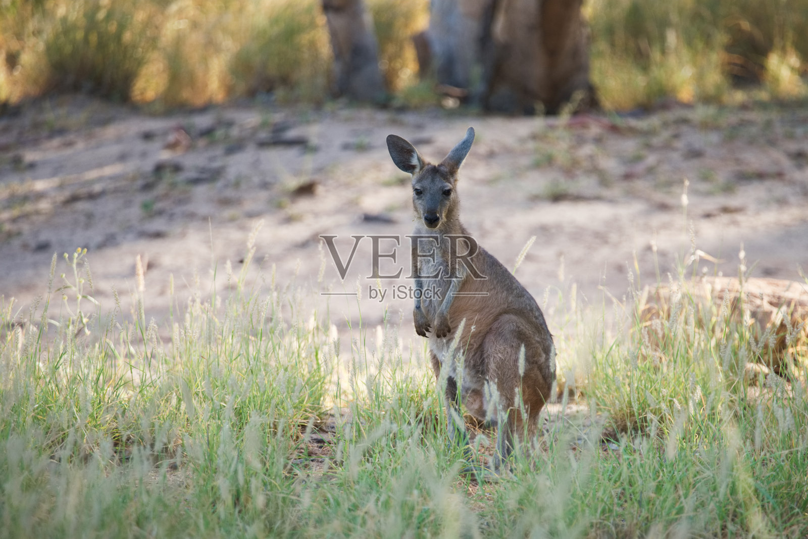 袋鼠在树荫下搁浅照片摄影图片