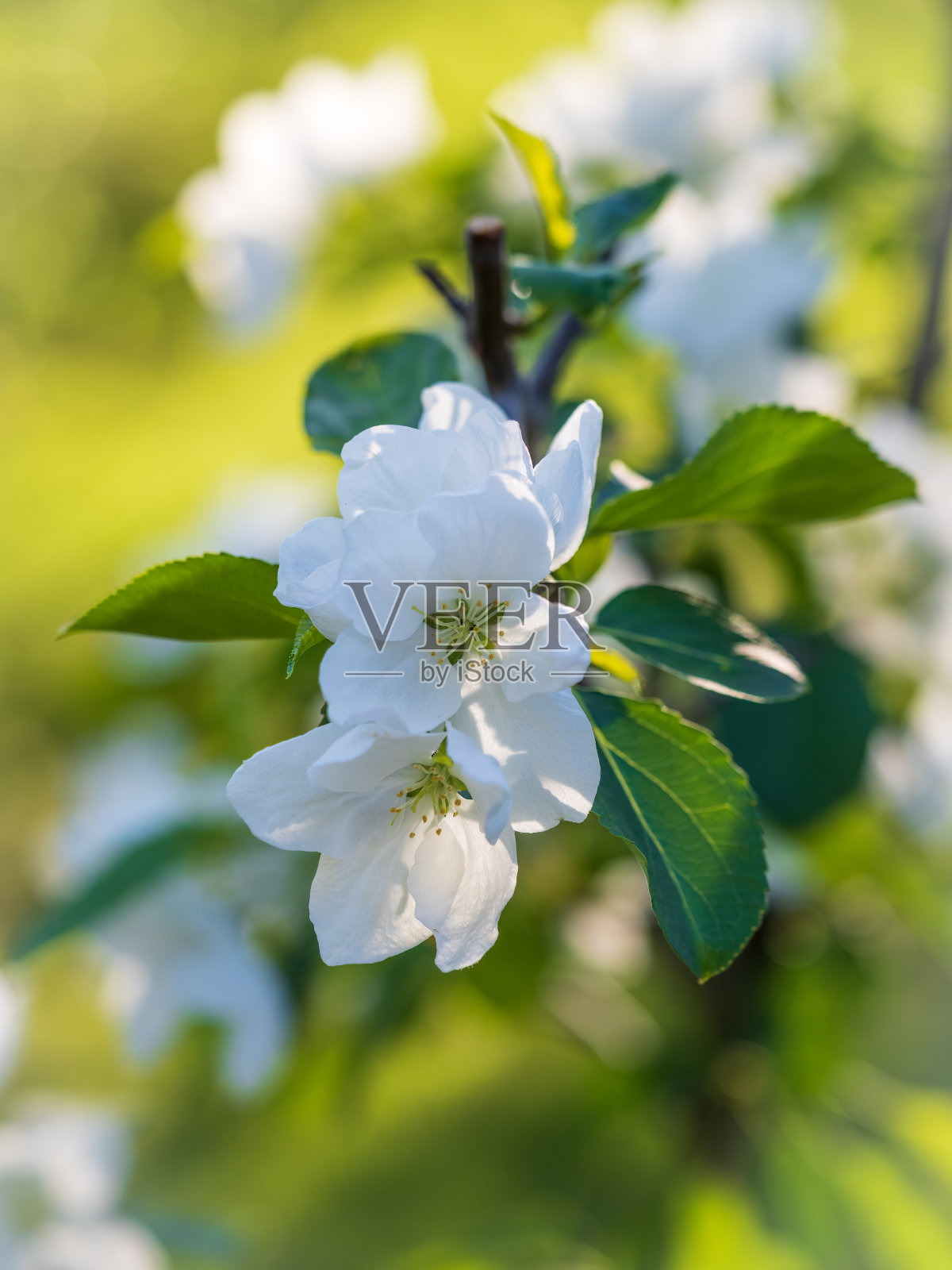 白色开花的苹果树。白苹果树花照片摄影图片