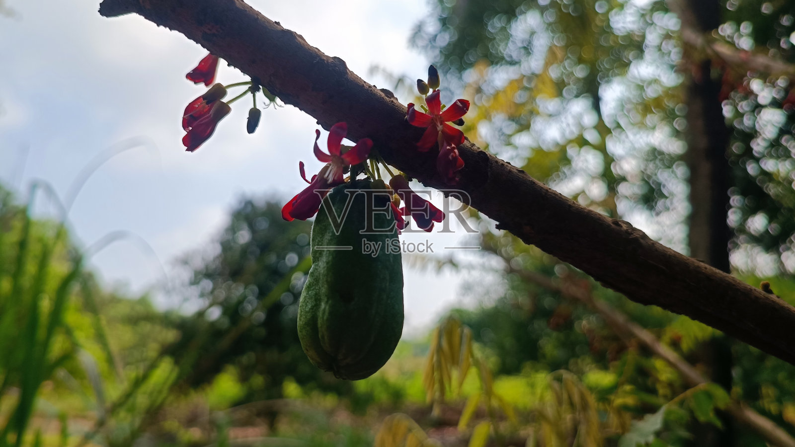 黄瓜树，酸模树照片摄影图片