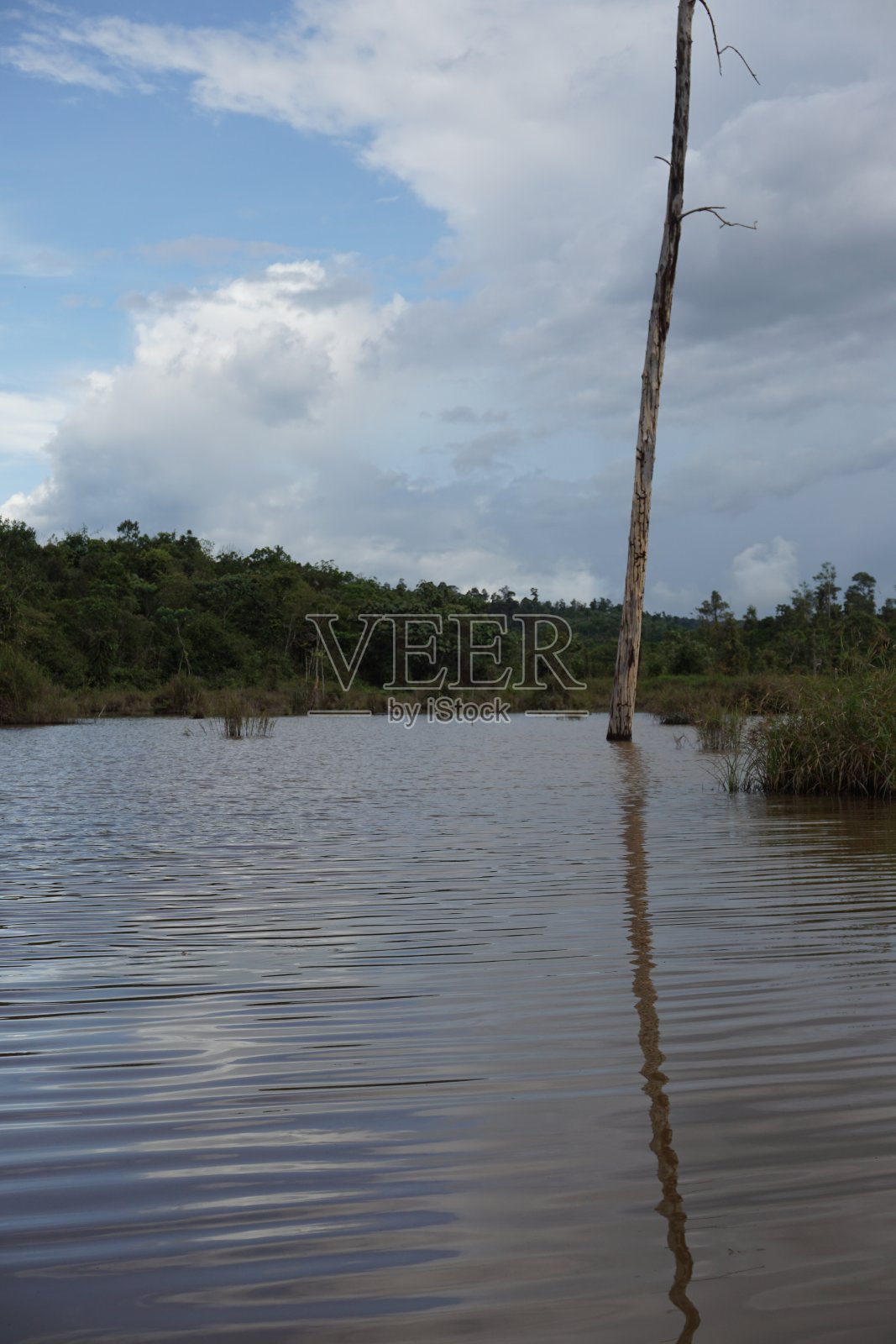 reflecion死树照片摄影图片
