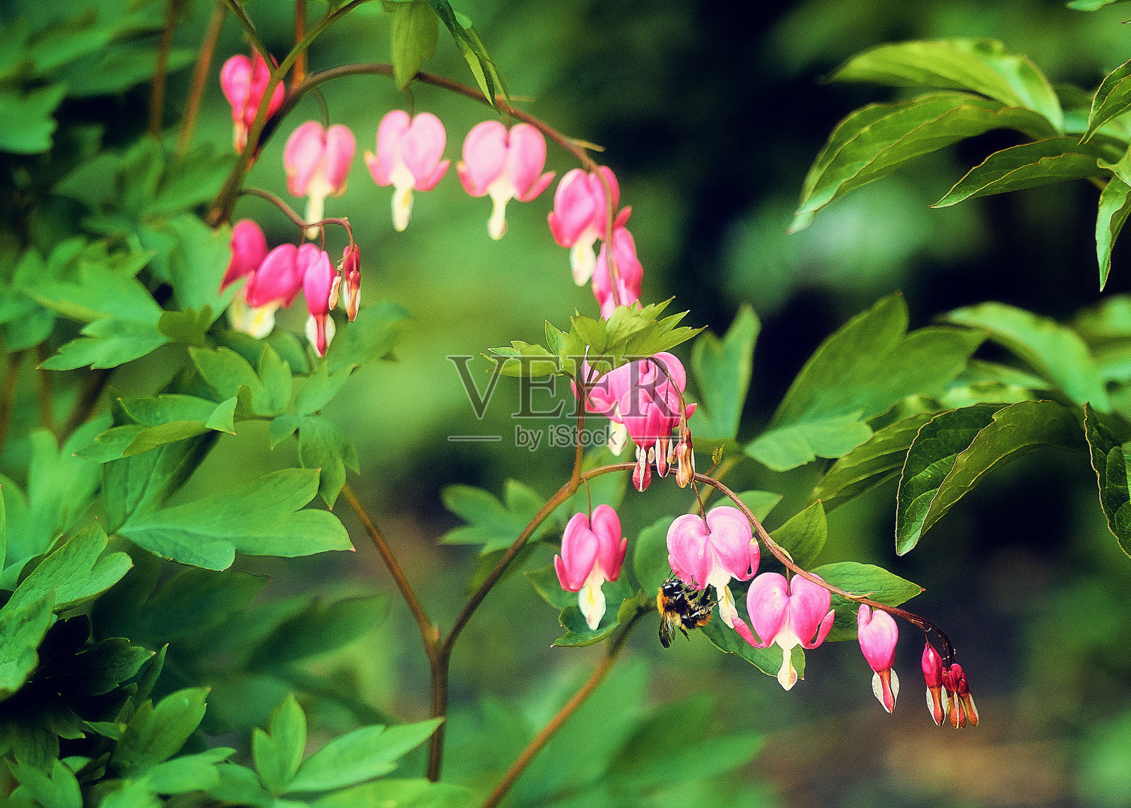 自然照片摄影图片