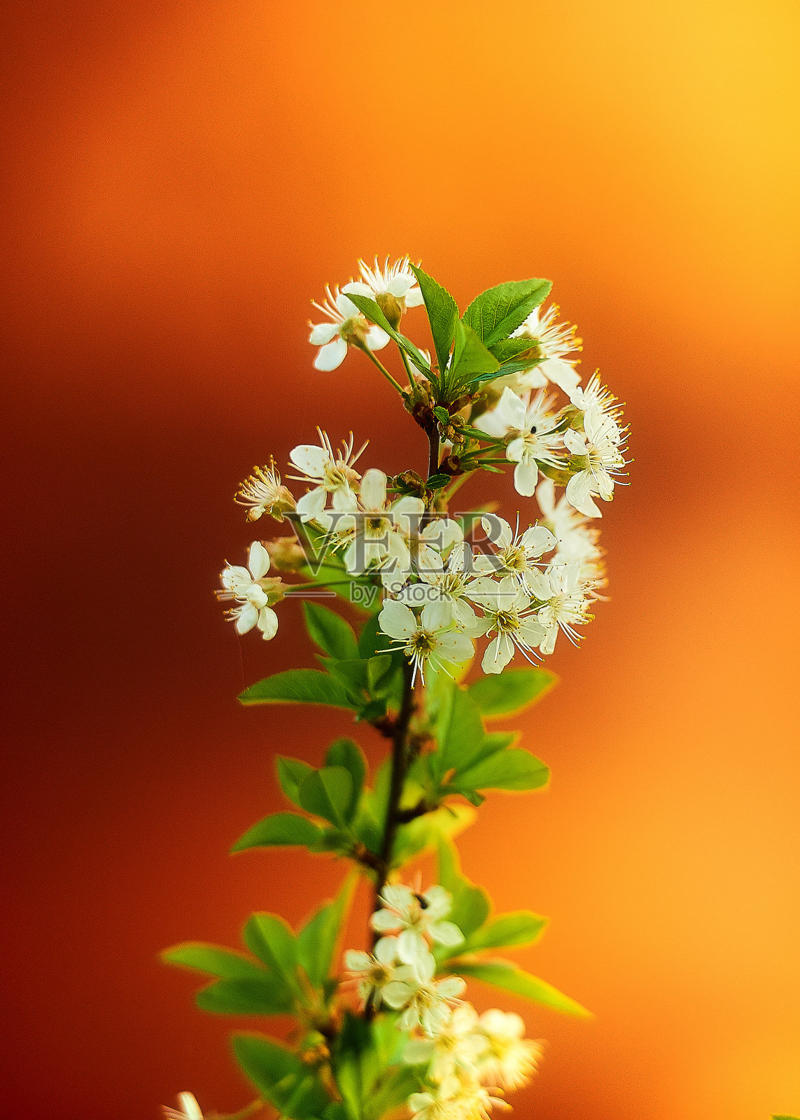 自然照片摄影图片