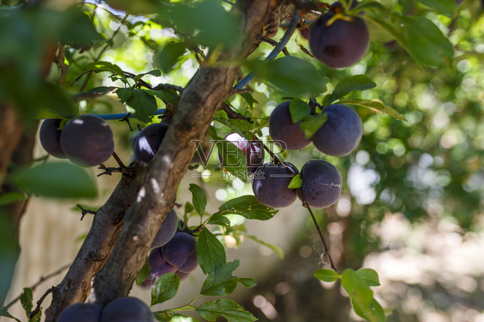 夏天树上的李子照片摄影图片