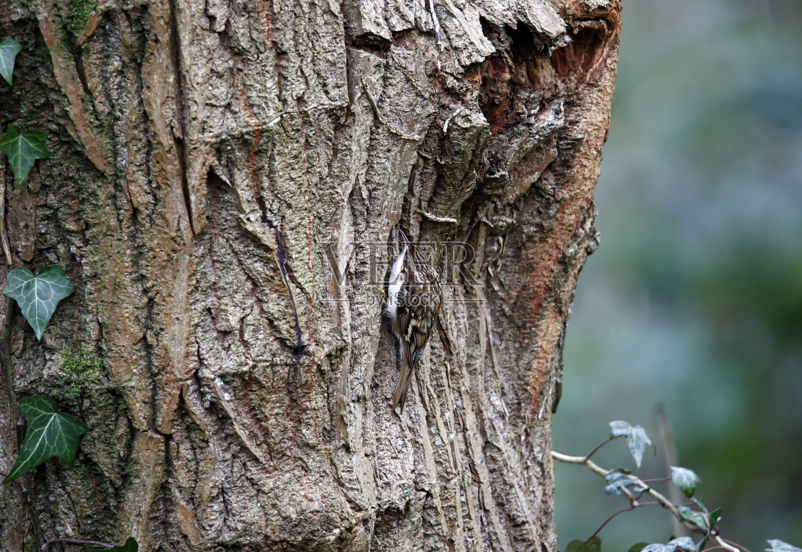 寻找昆虫的爬树者照片摄影图片