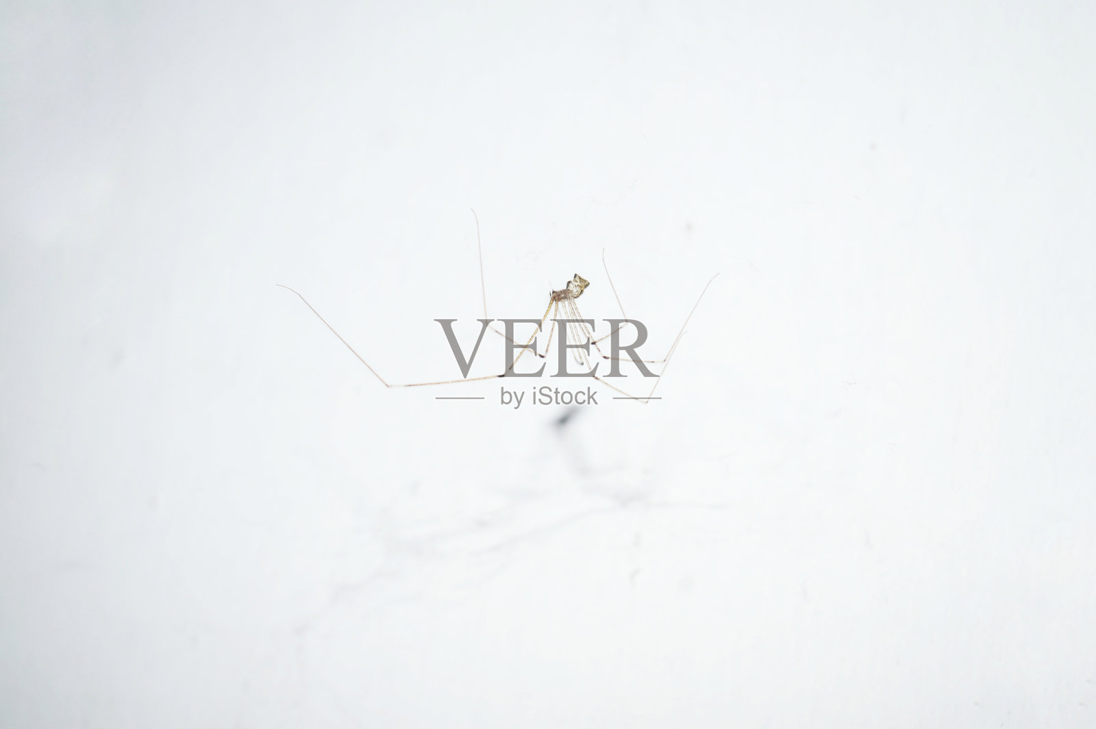 小蜘蛛照片摄影图片