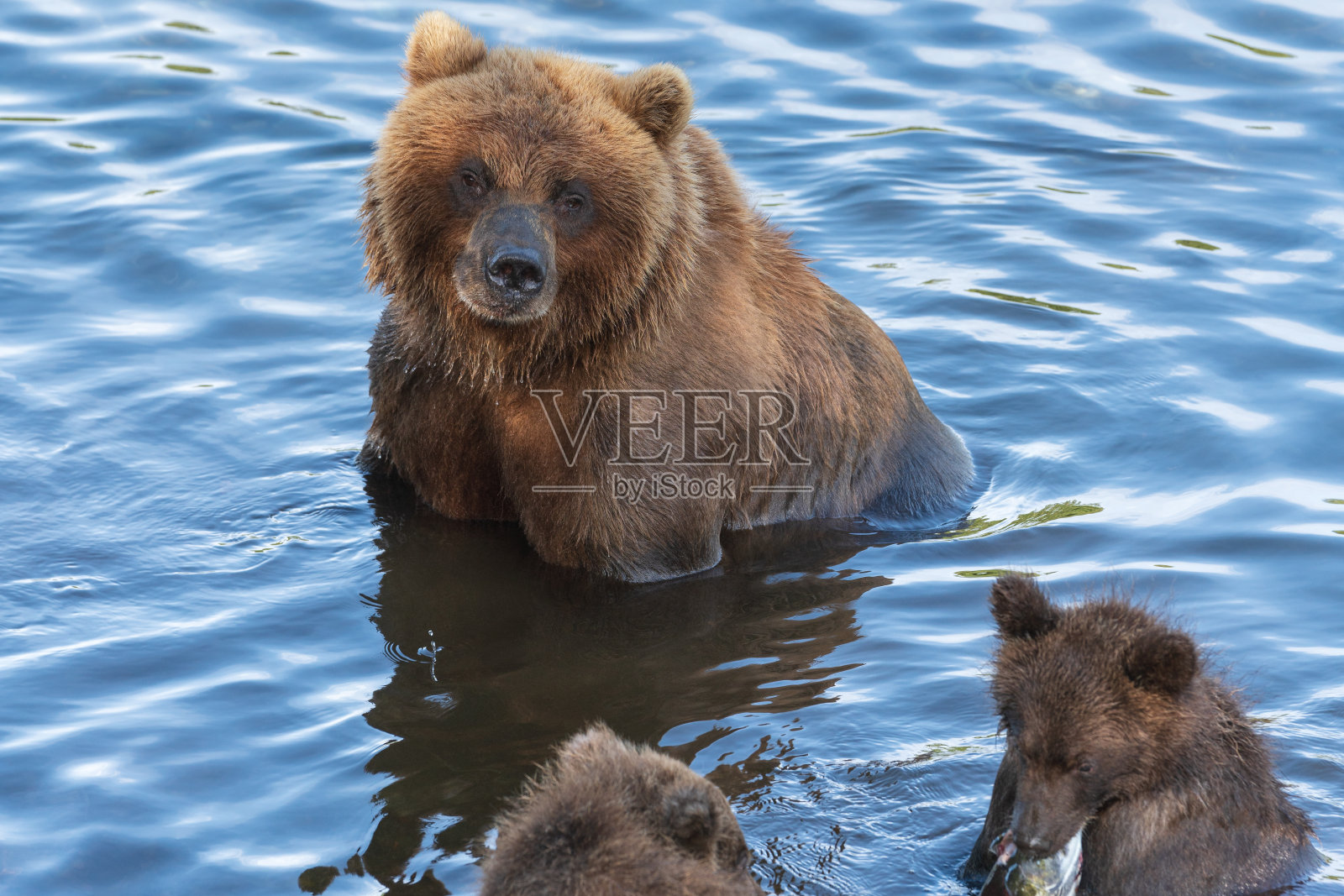 堪察加半岛的棕熊母熊带着两只幼崽在河中捕鱼照片摄影图片