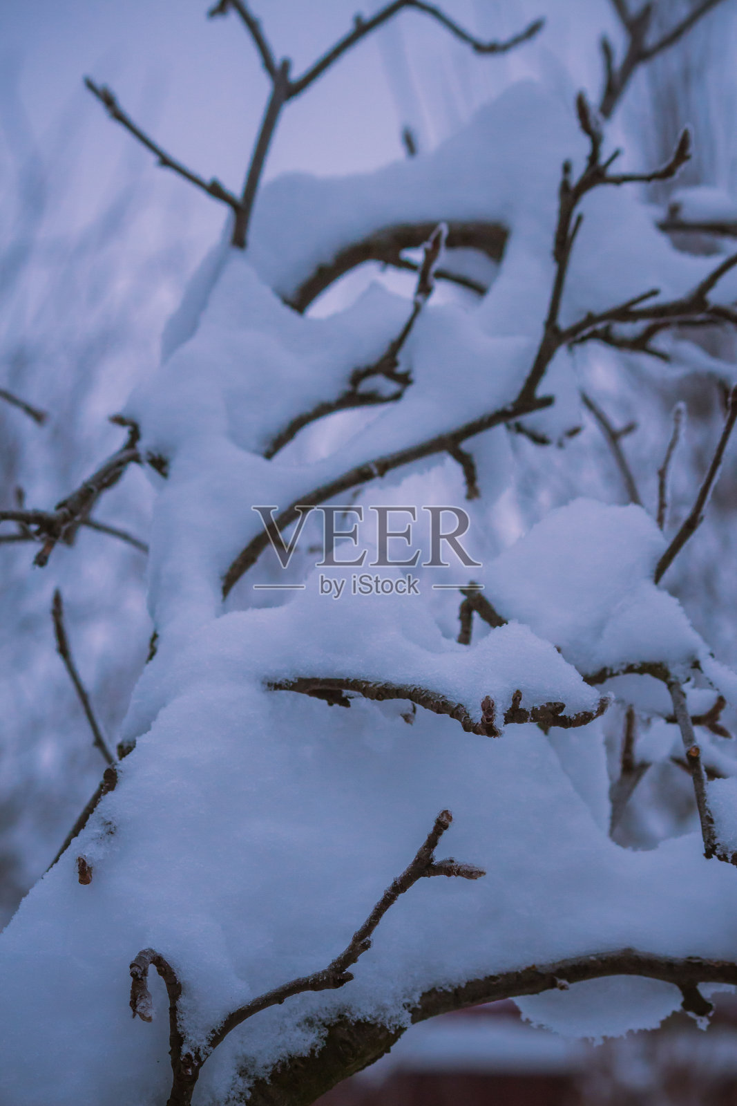 细树枝上的冰晶雪的特写镜头照片摄影图片
