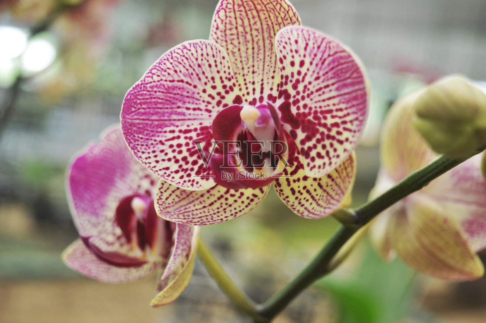 美丽的颜色兰花照片摄影图片