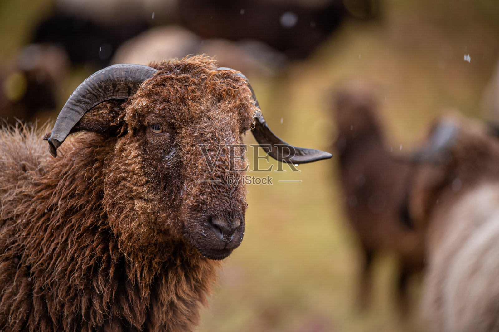 瑞士绵羊的肖像。一头卷曲的毛皮长有角的沃利斯乡村绵羊。Roux du Valais。瑞士。照片摄影图片