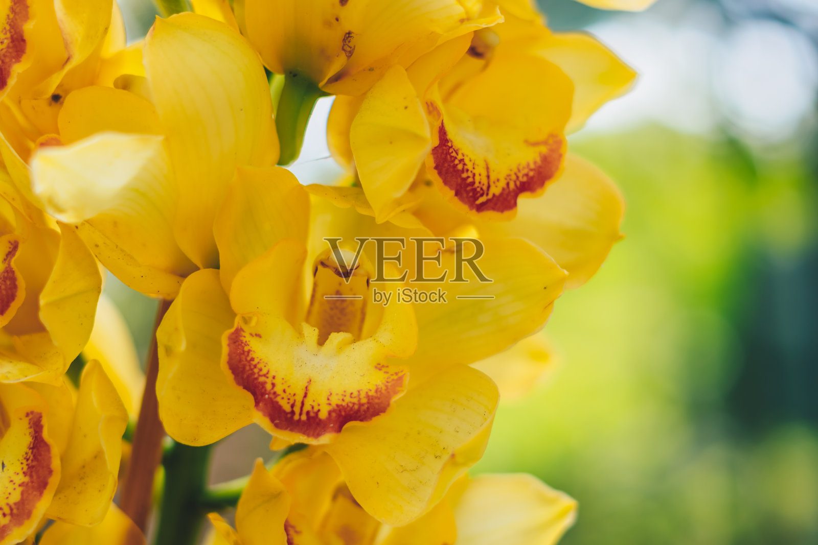 真实美丽的自然背景。兰花热带花卉植物明亮的阳光天黄色花异国独特的神秘花瓣雄蕊雌蕊开花。植物花卉设计，园艺爱好抄袭空间夏天照片摄影图片