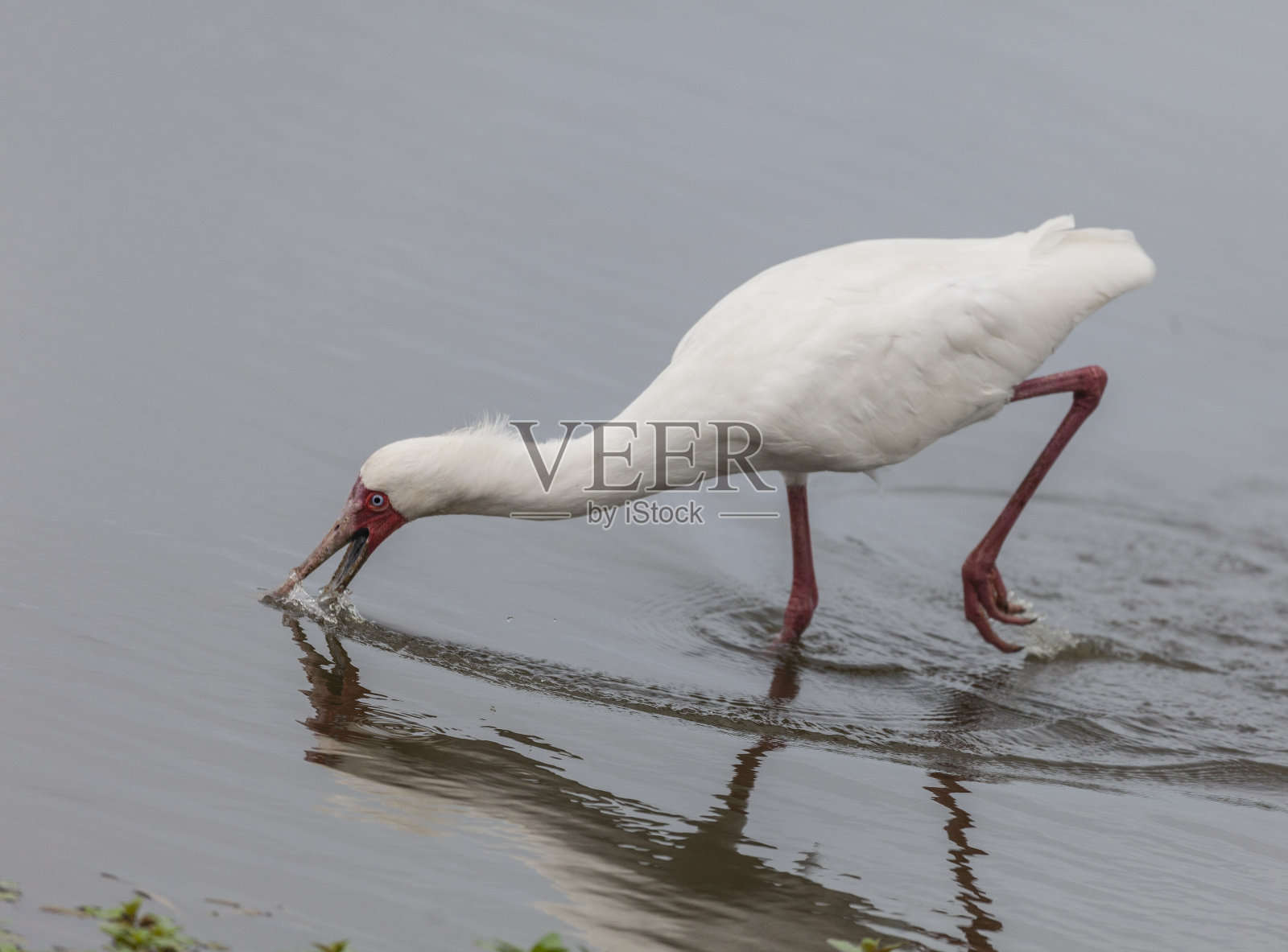 非洲篦鹭喂养照片摄影图片