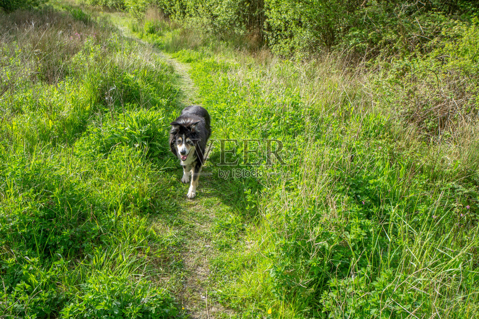边境牧羊犬在乡下奔跑照片摄影图片