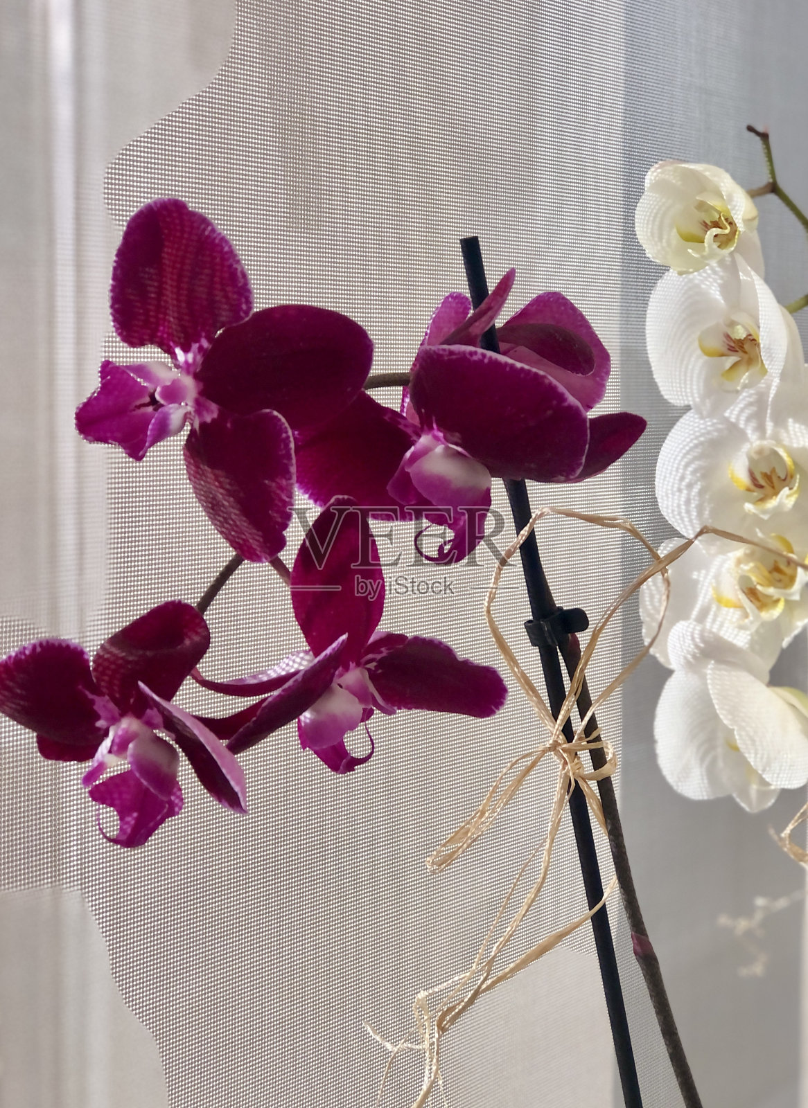 兰花照片摄影图片