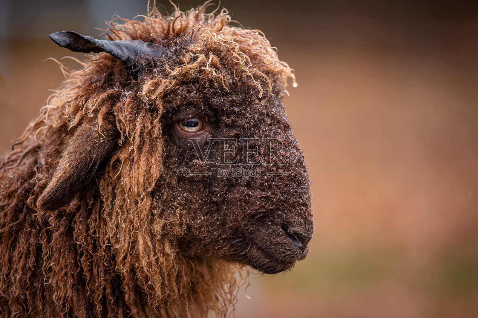 瑞士绵羊的肖像。一头卷曲的毛皮长有角的沃利斯乡村绵羊。Roux du Valais。瑞士。照片摄影图片