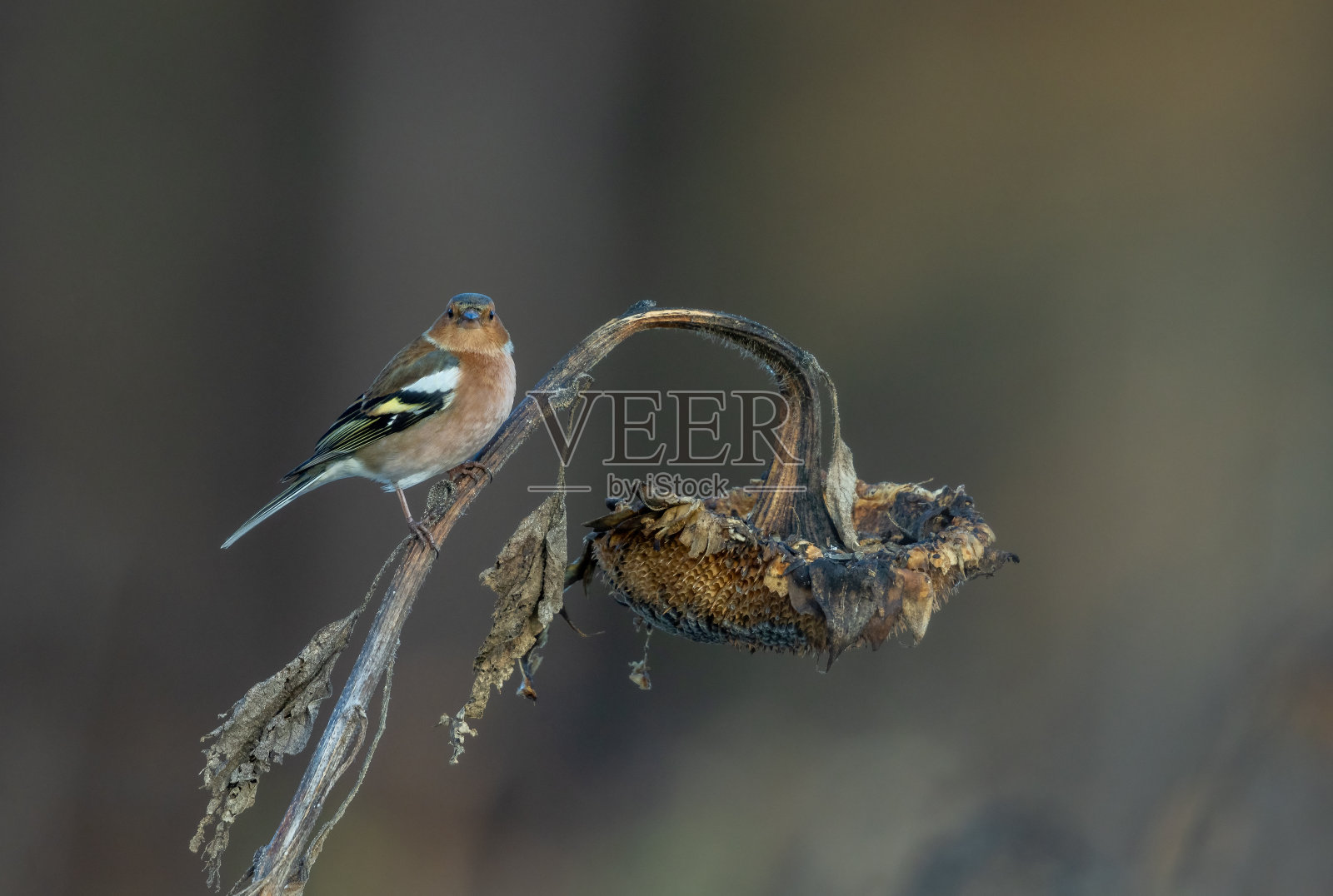 男性常见的苍头燕雀照片摄影图片