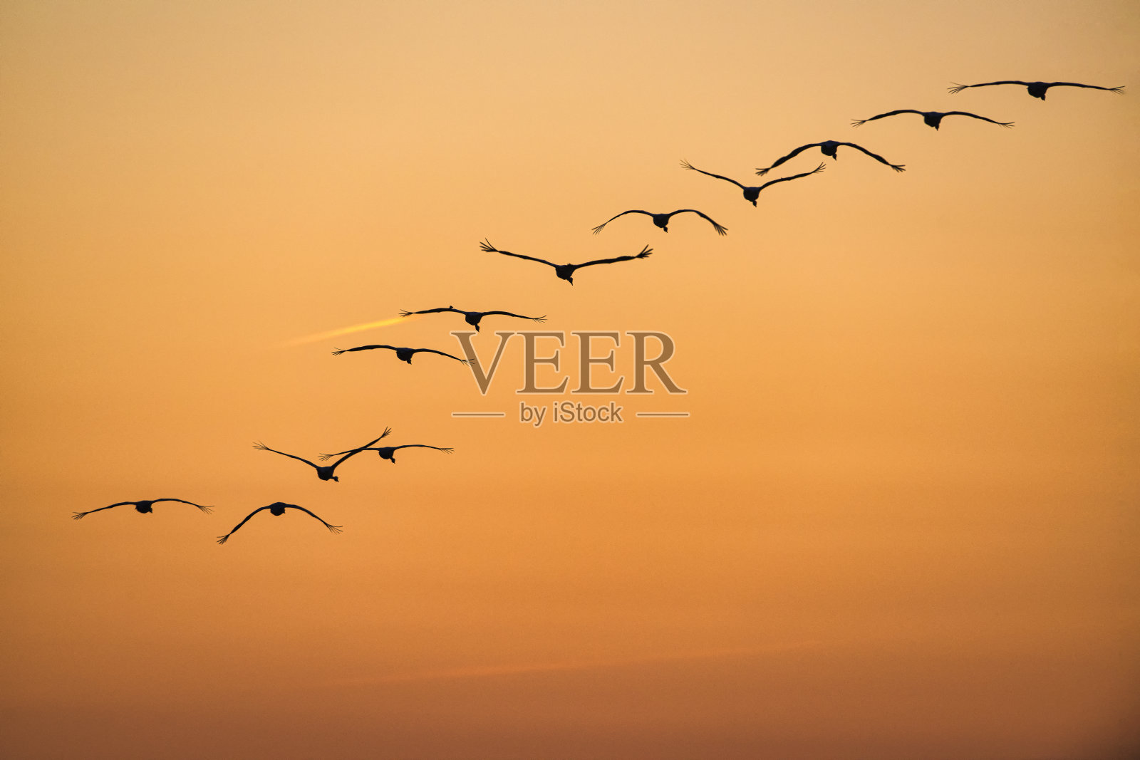 灰鹤飞越匈牙利霍尔托巴吉草原照片摄影图片