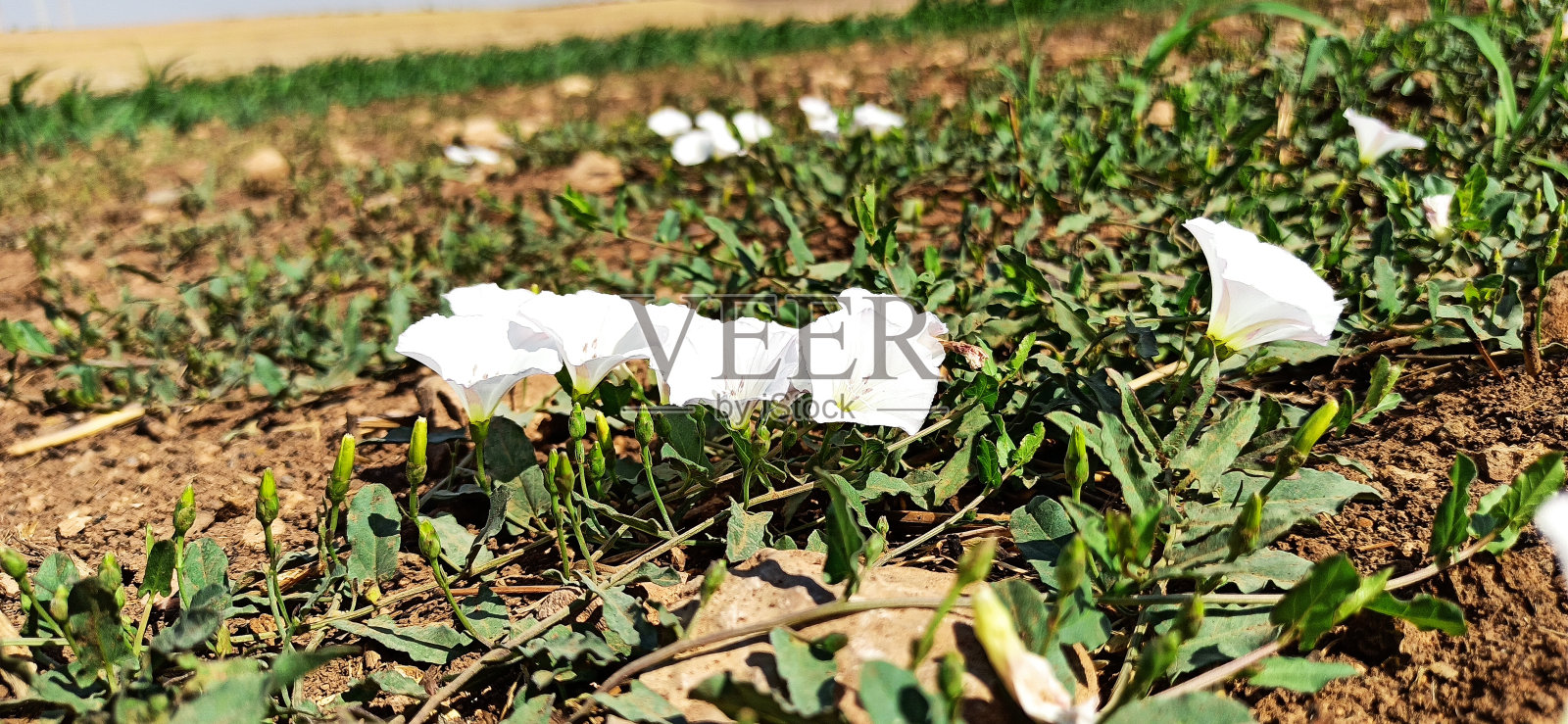 野旋花(旋花)照片摄影图片