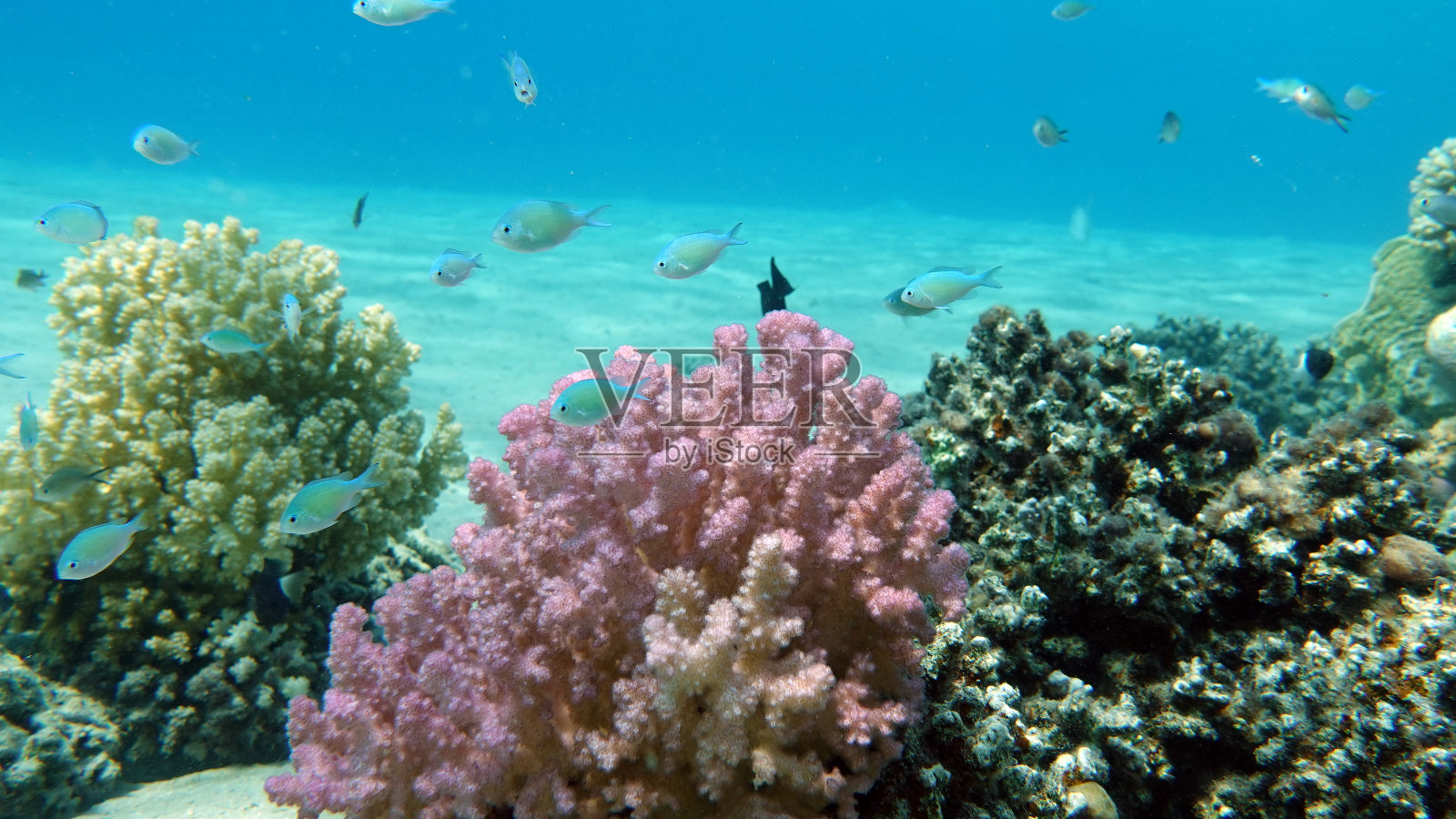 红海珊瑚礁上的蝴蝶鱼照片摄影图片