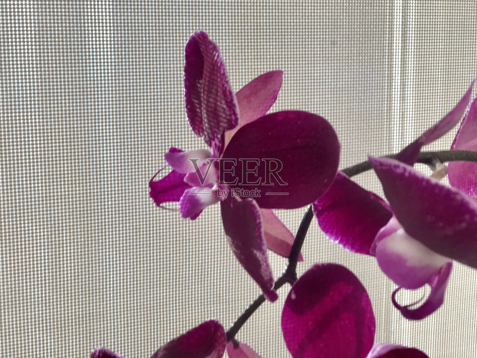 兰花照片摄影图片