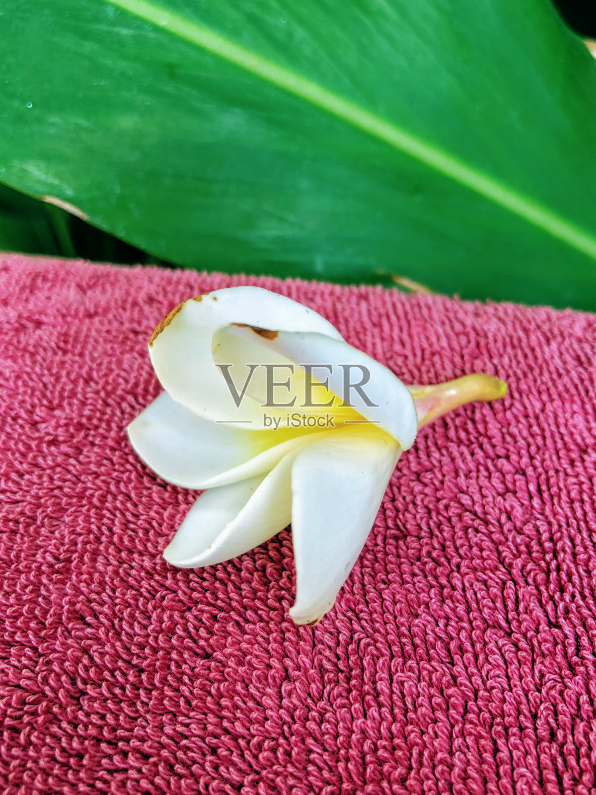 美丽的鸡蛋花在沙滩浴巾对着大绿叶照片摄影图片