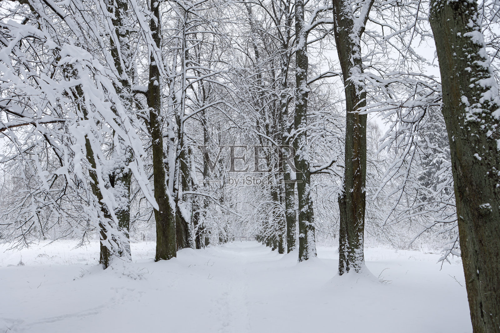 雪白色的冬季景观与森林步道。照片摄影图片