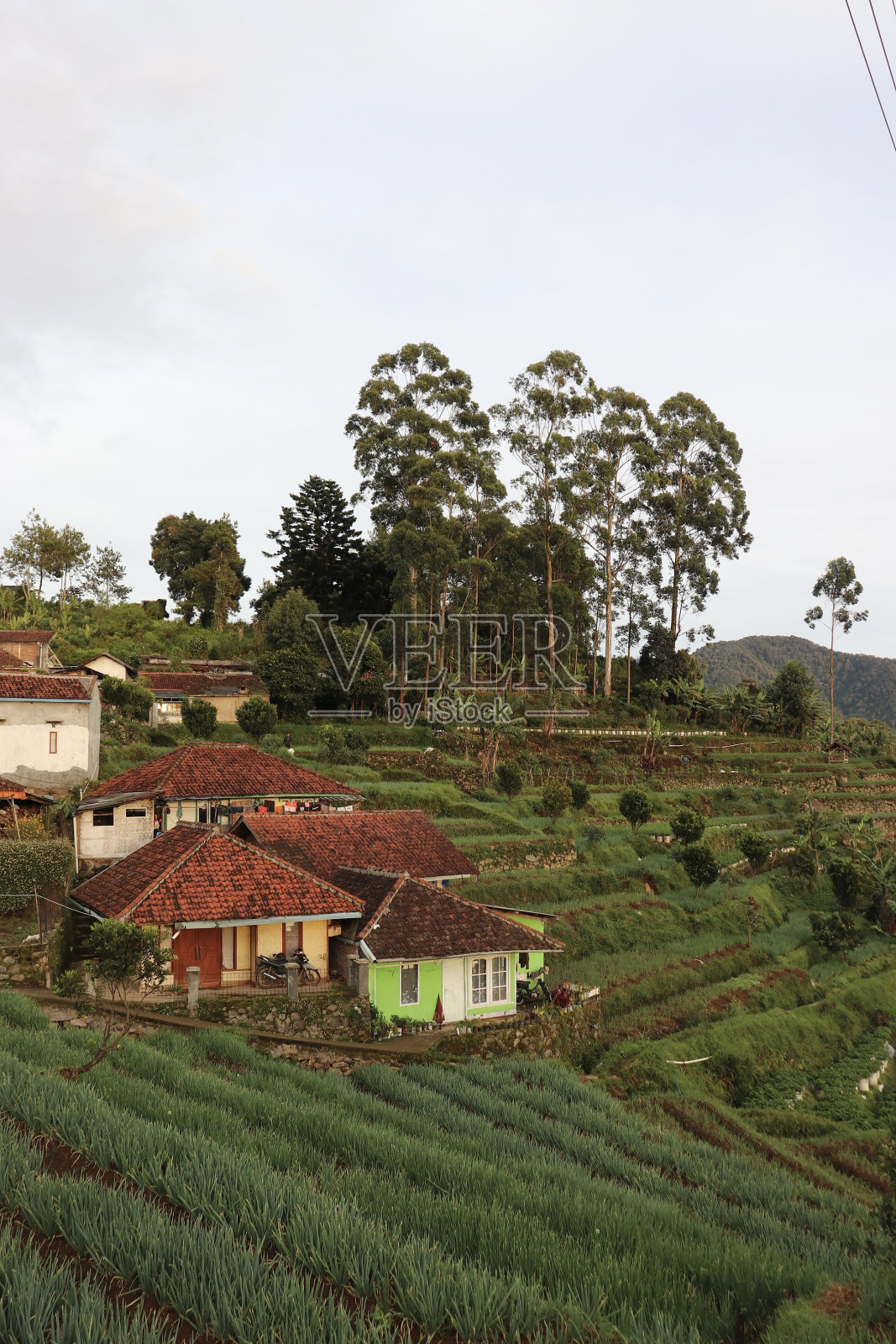 洋葱农场的风景照片摄影图片