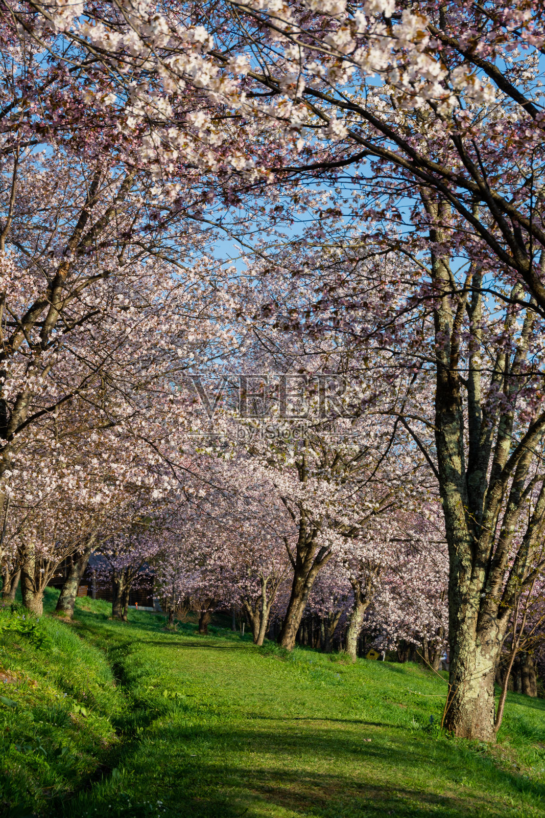 在阳光明媚的春日里，樱花盛开的公园里照片摄影图片