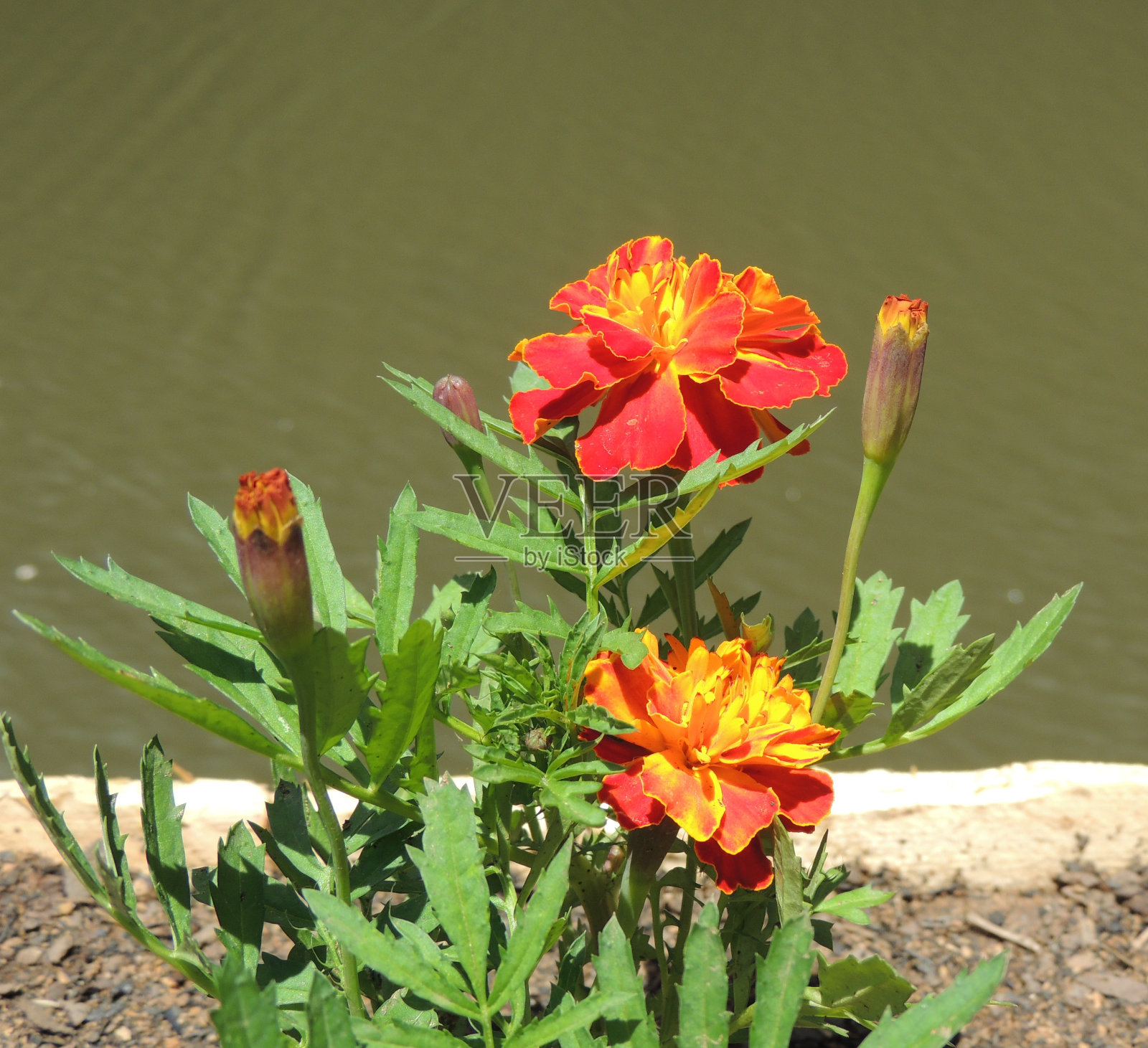 橘色花照片摄影图片