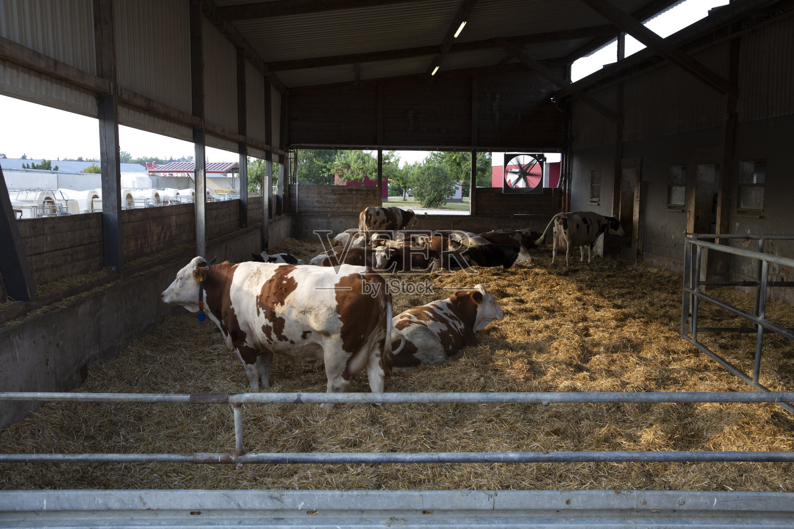 牛在谷仓的干草上休息照片摄影图片