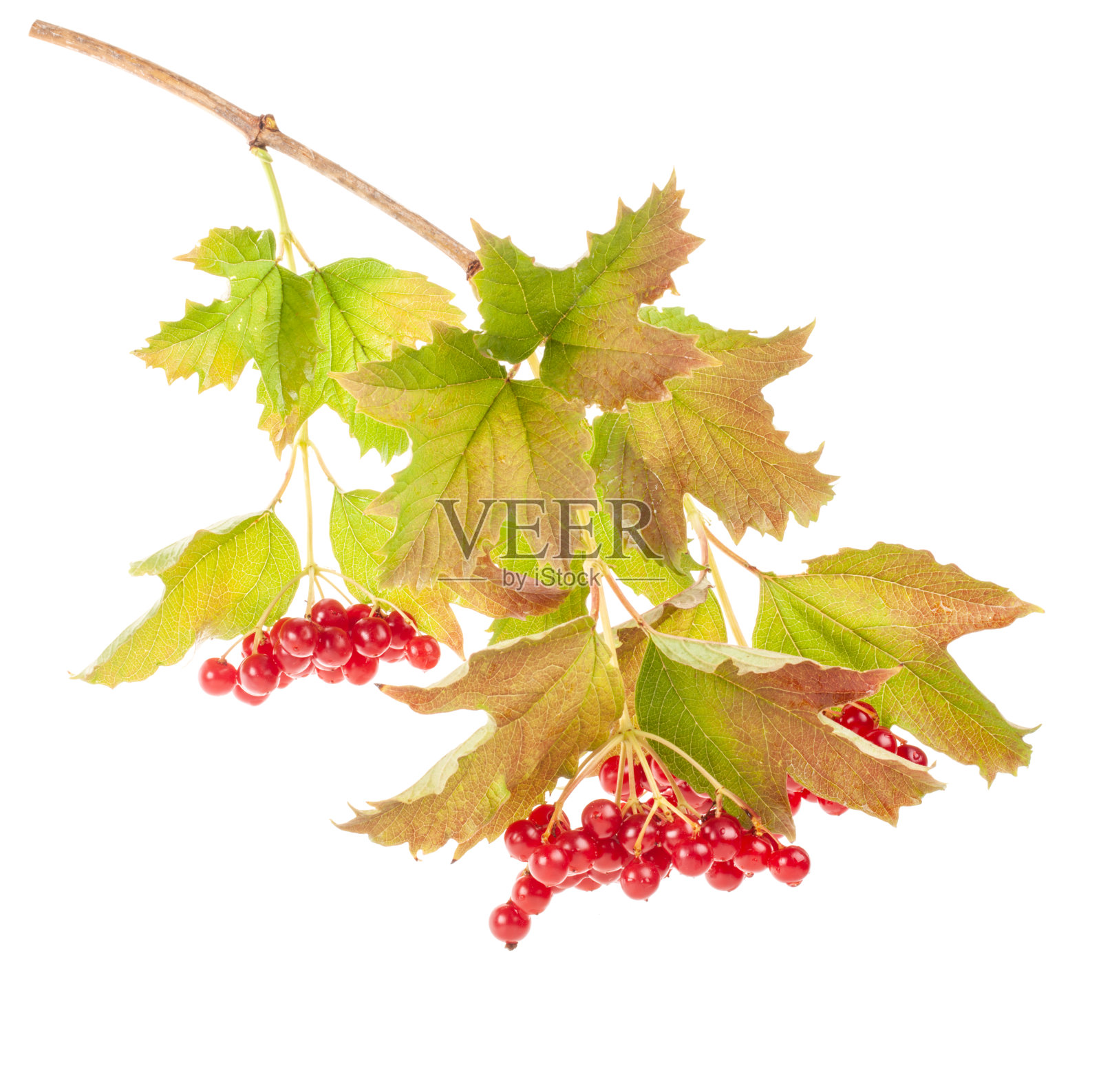 荚蒾分枝孤立在白色上照片摄影图片