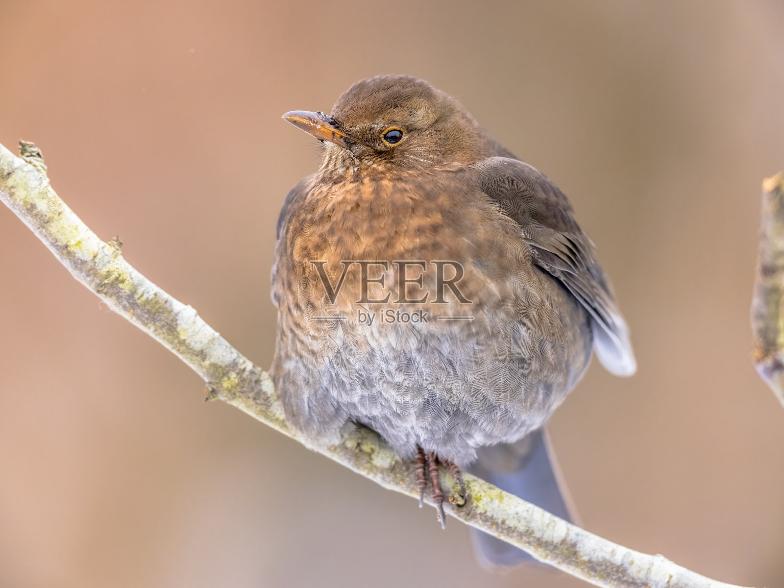 雌性黑鹂在寒冷的冬天栖息在树枝上照片摄影图片