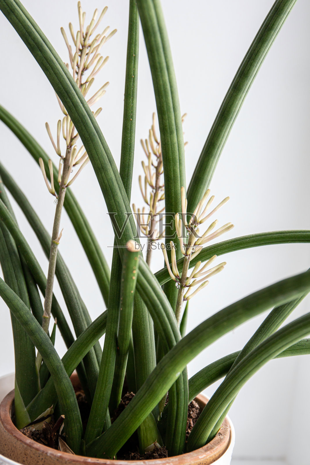 龙血树(dragacaena angolensis)、圆柱蛇形植物(Sansevieria圆柱蛇形植物)也被称为圆柱蛇形植物，在家的窗台上盛开着非洲矛。照片摄影图片