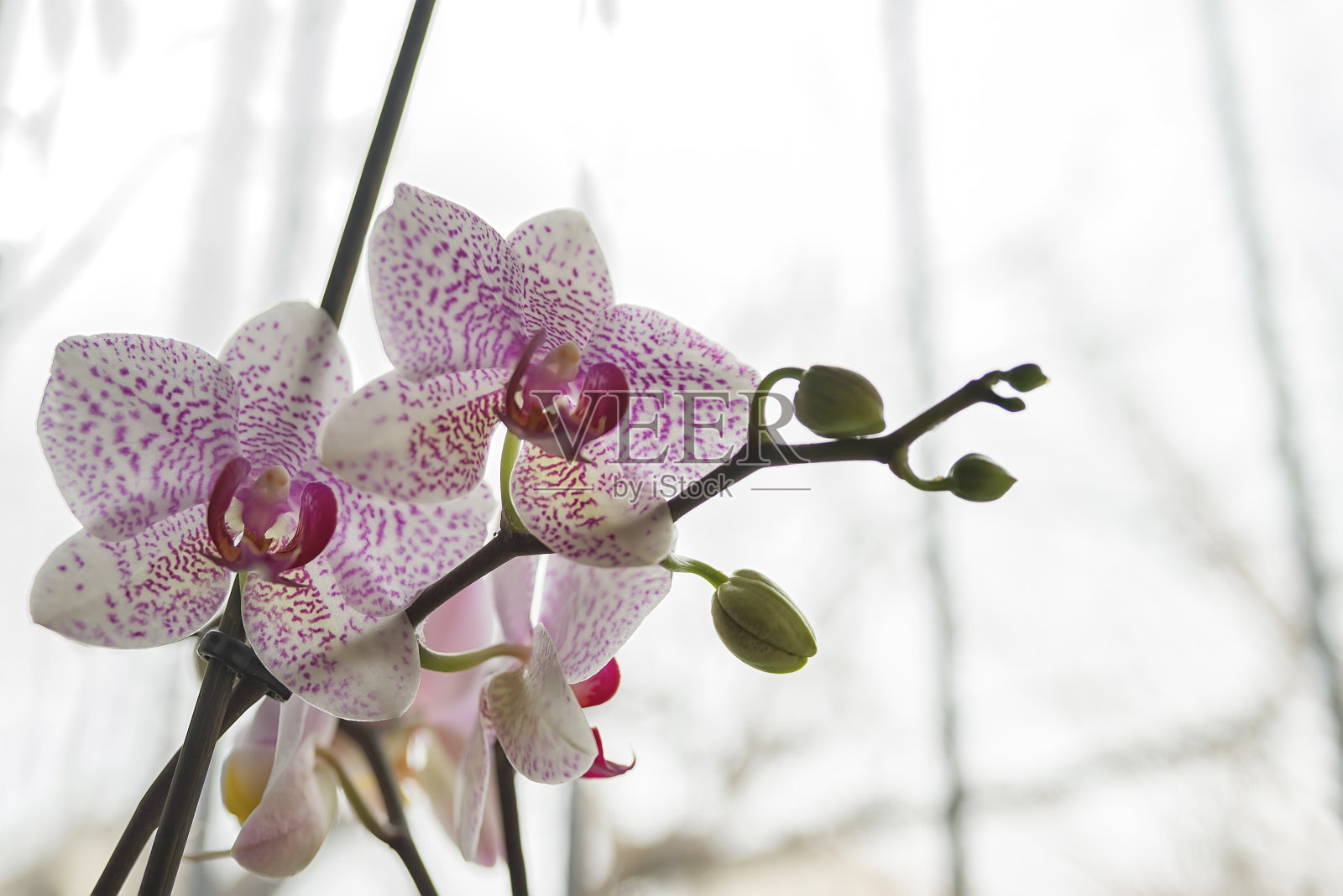 美丽的花的背景。浅背景上的粉红色蝴蝶兰。柔和的颜色。有选择性的重点。照片摄影图片