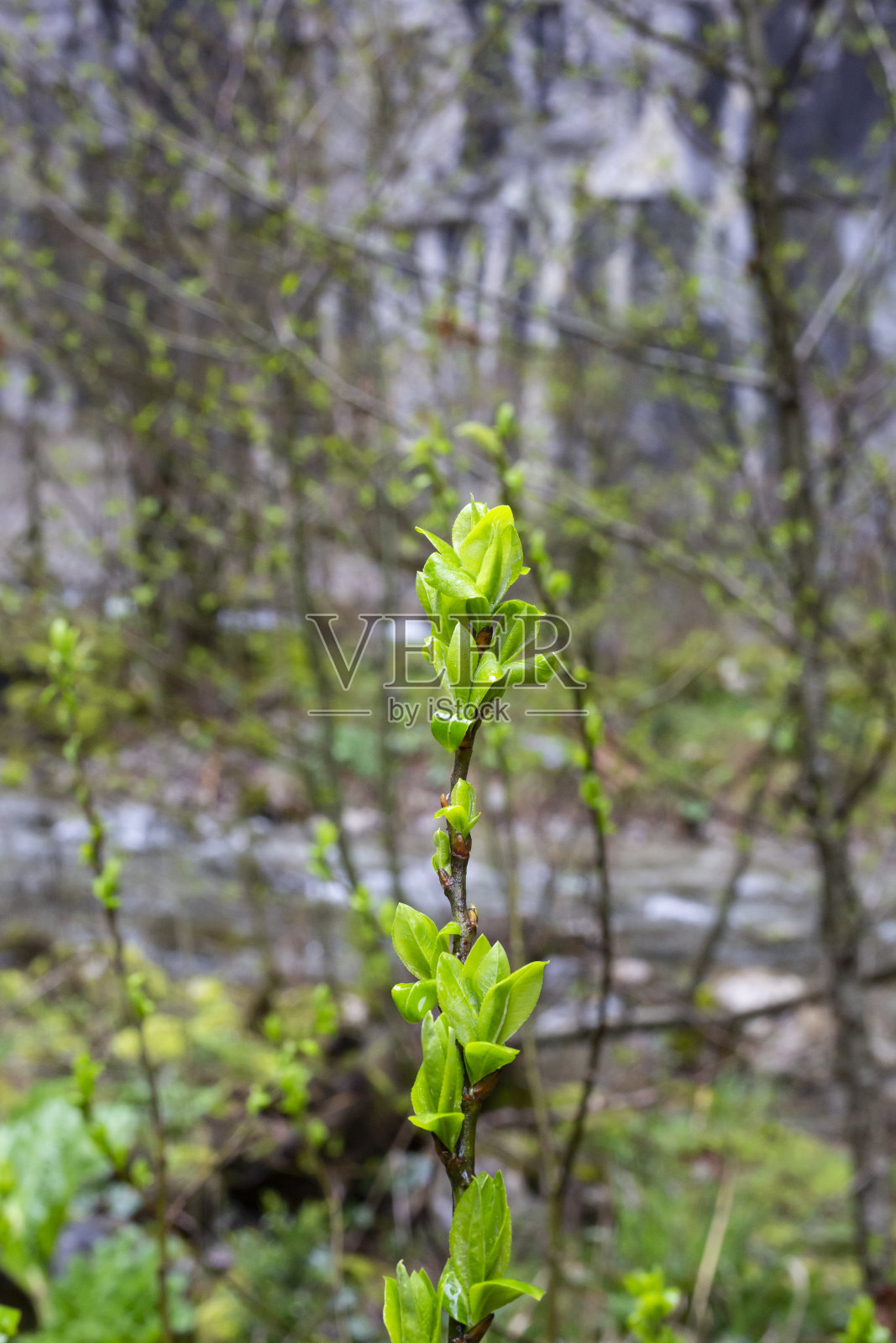 柳树triandra。柳树雄花。柳树是雌雄异株的植物，在早春开花照片摄影图片
