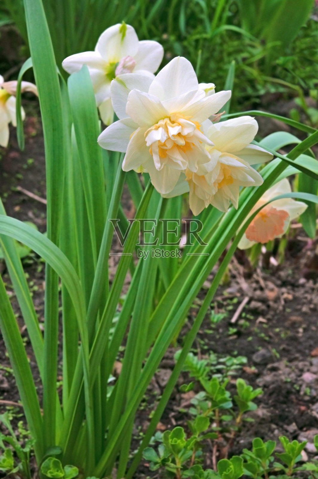 美丽的白色特里水仙花特写在一个花坛在一个阳光明媚的日子在花园照片摄影图片