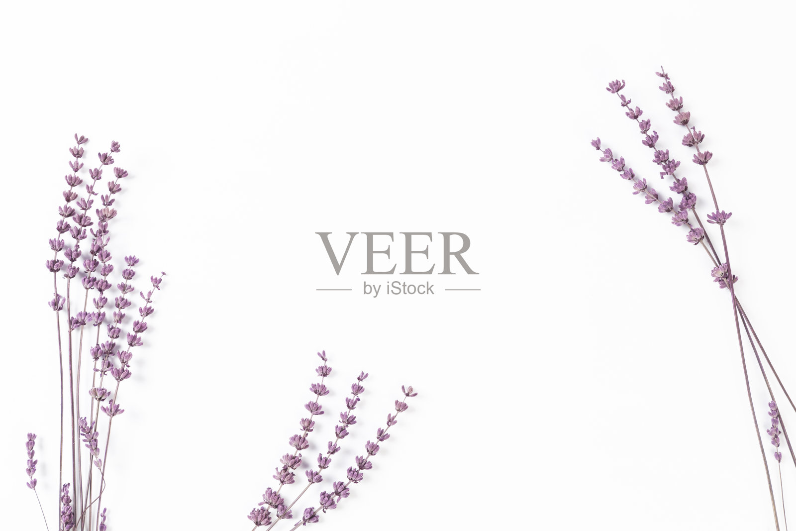 干薰衣草白底色照片摄影图片