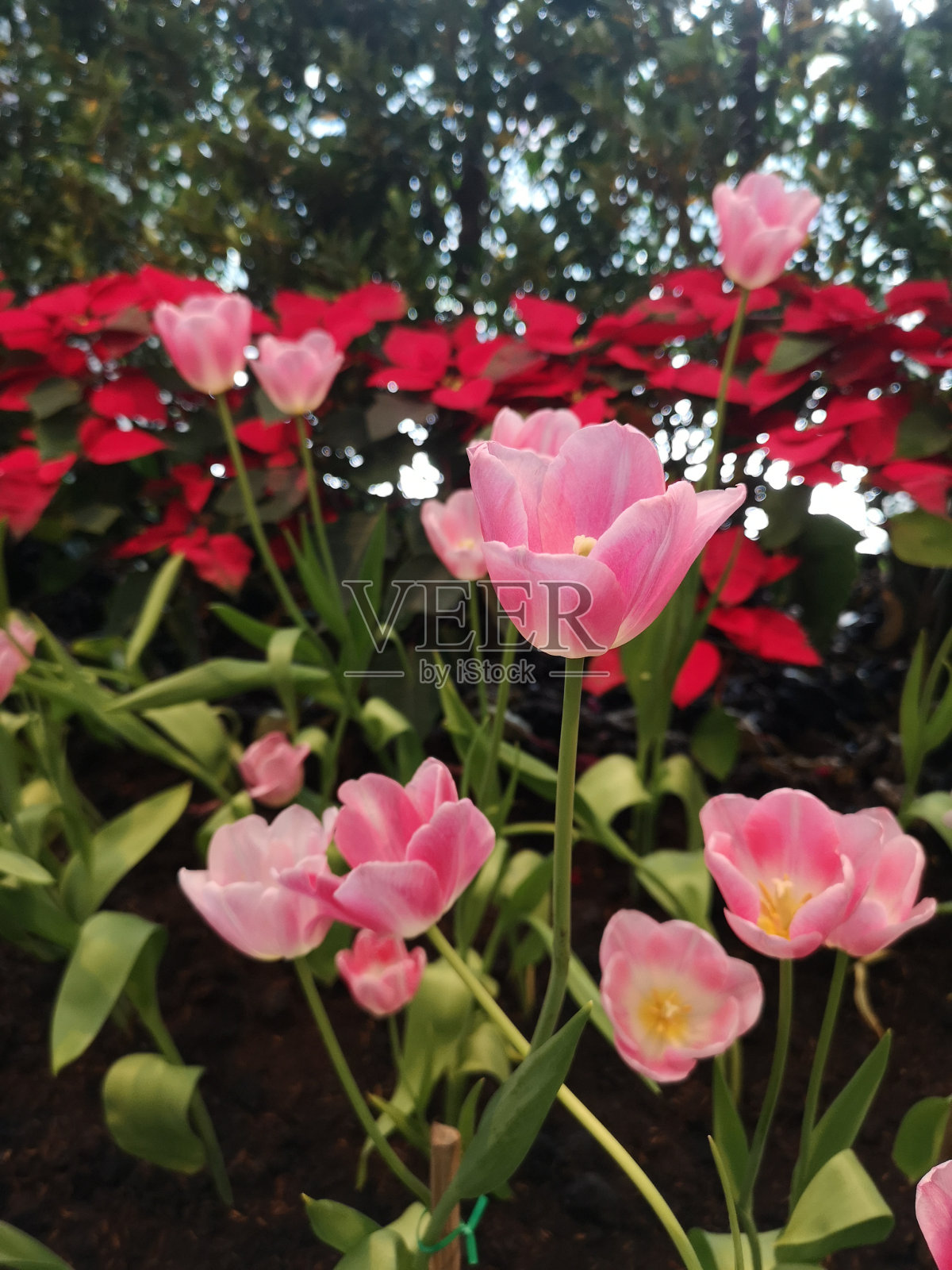 粉红色的郁金香花在大自然的背景模糊的美丽照片摄影图片