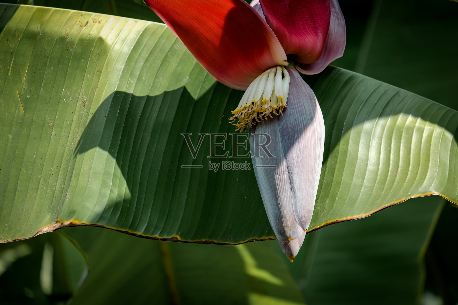 美丽盛开的香蕉照片摄影图片