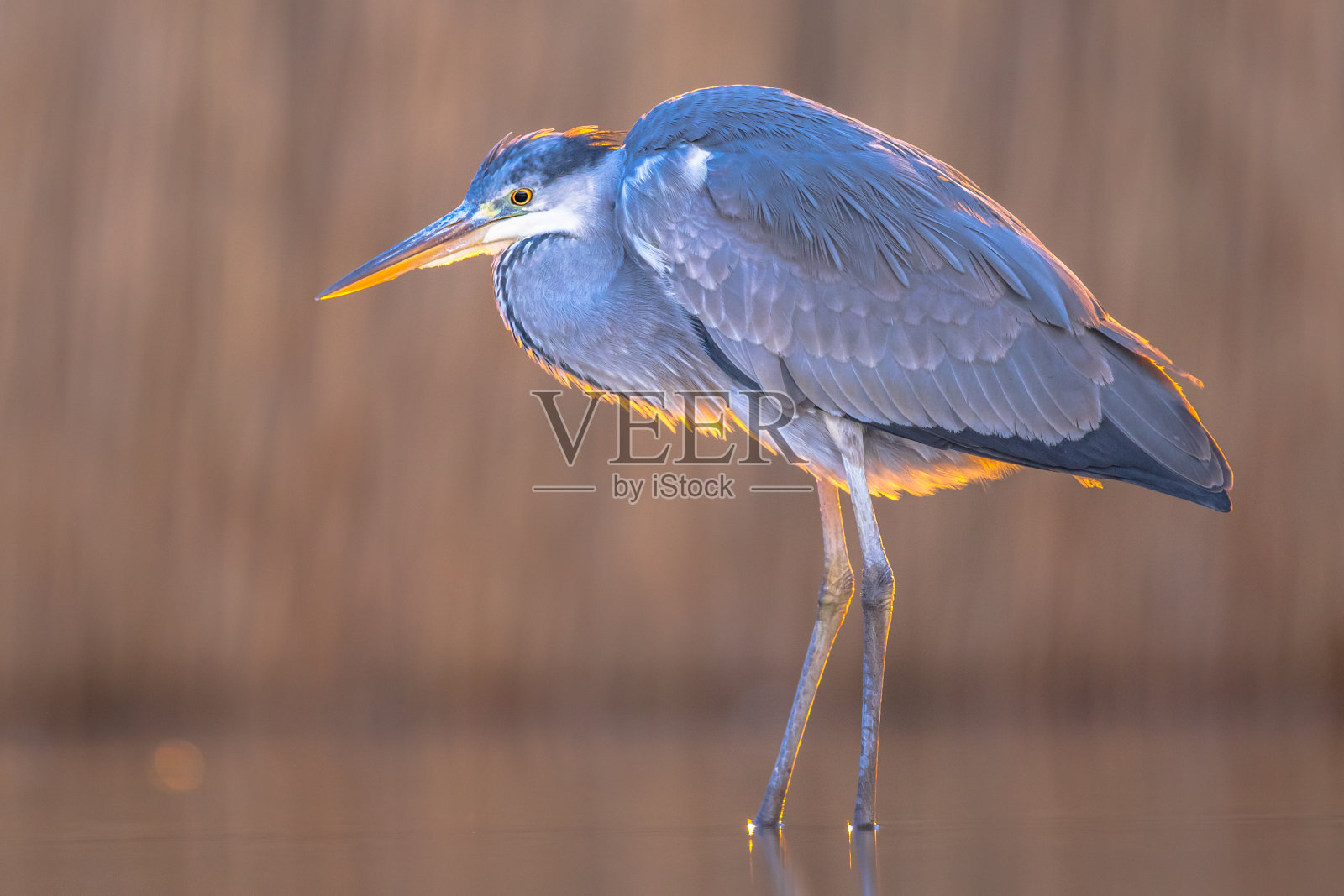 灰鹭在湖上捕猎照片摄影图片
