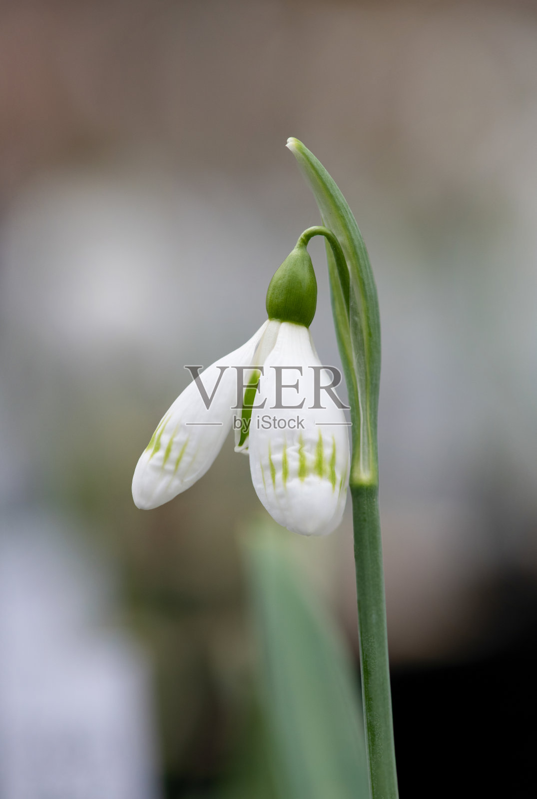 雪花属雪碧雪花莲照片摄影图片
