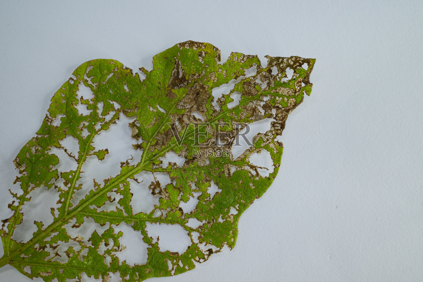 叶帧照片摄影图片