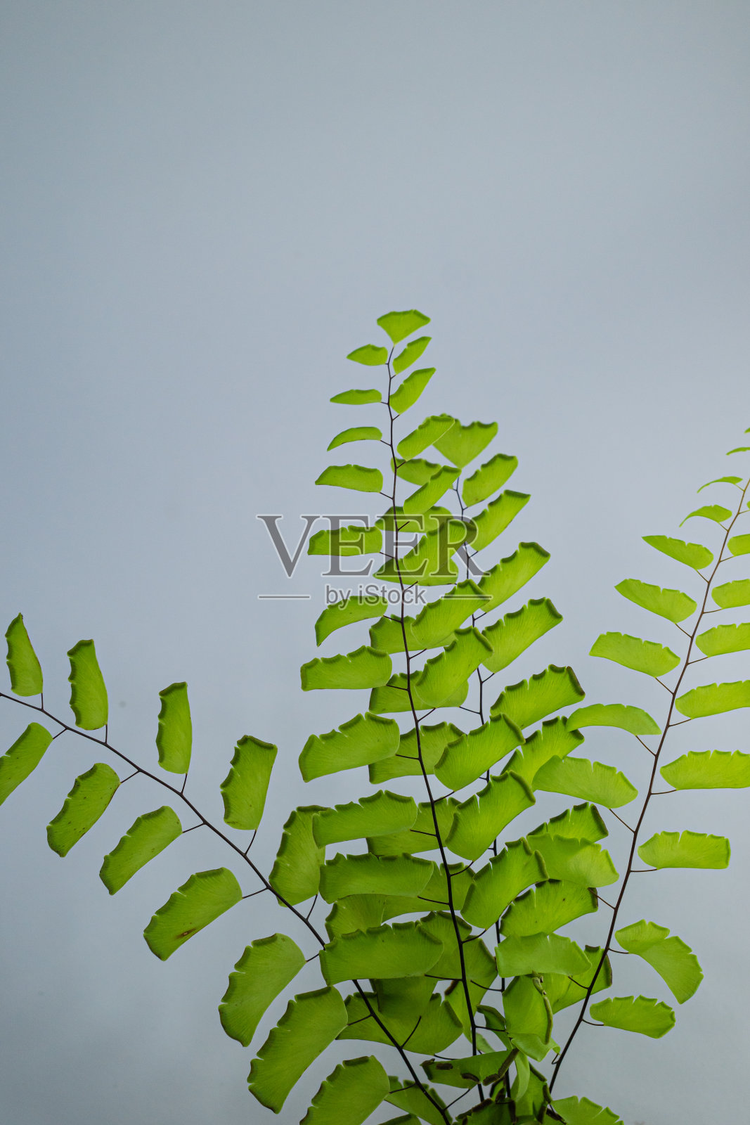 叶帧照片摄影图片