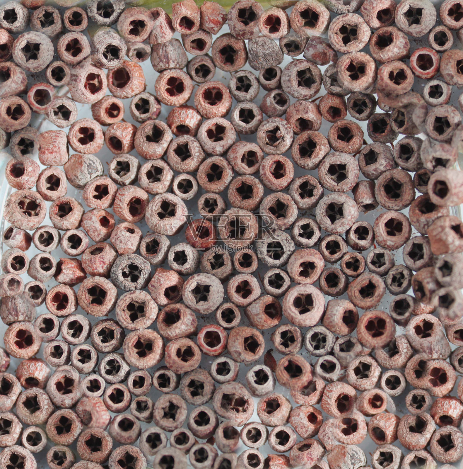 中间有洞的木质种子，不同寻常的背景照片摄影图片