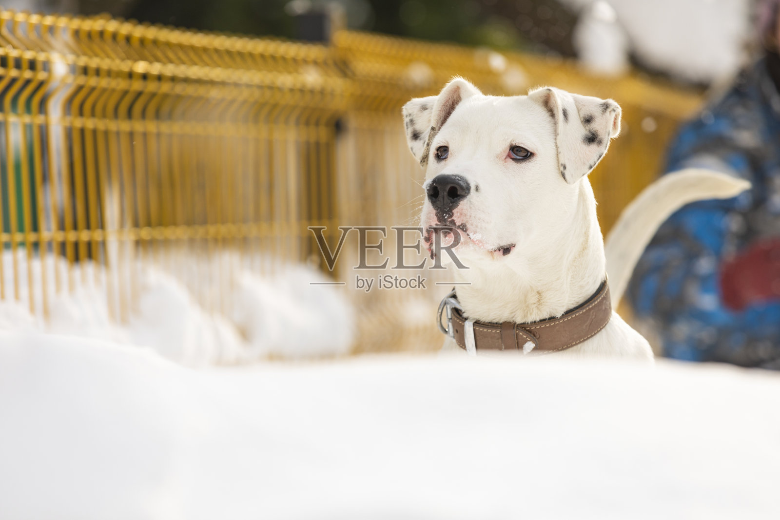 白雪上的白狗照片摄影图片